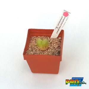 CONOPHYTUM MAUGHANII SUBS. ARMENIACUM