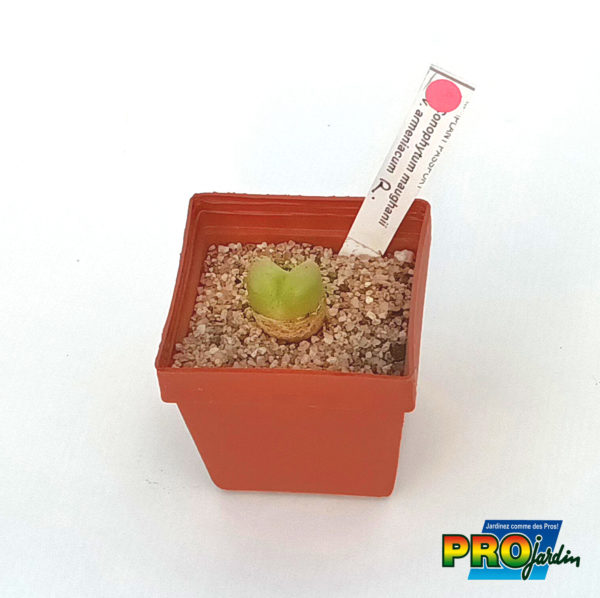 CONOPHYTUM MAUGHANII SUBS. ARMENIACUM