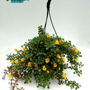 BALSAMINE JAUNE