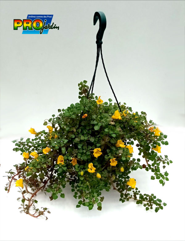 BALSAMINE JAUNE