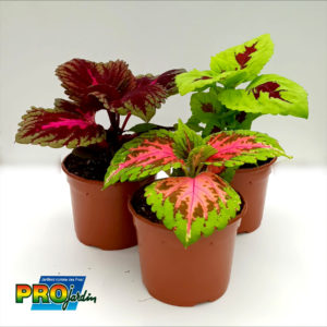 COLEUS KONG