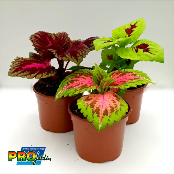 COLEUS KONG