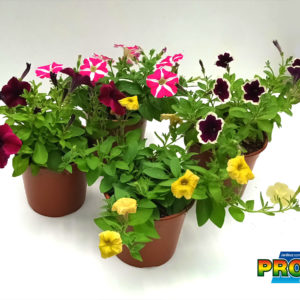 PETUNIA