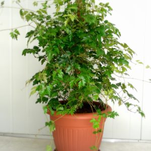 SCISSUS