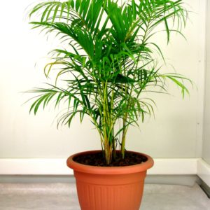 PALMIER MULTIPLIANT