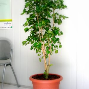 ARALIA