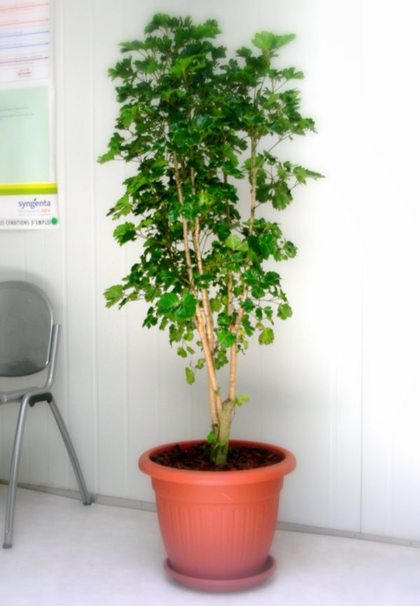 ARALIA