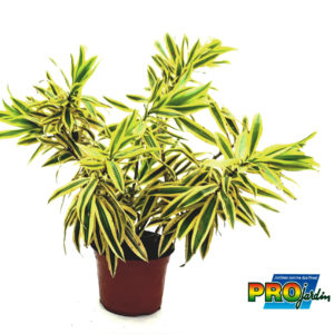 DRACAENA REFLEXA