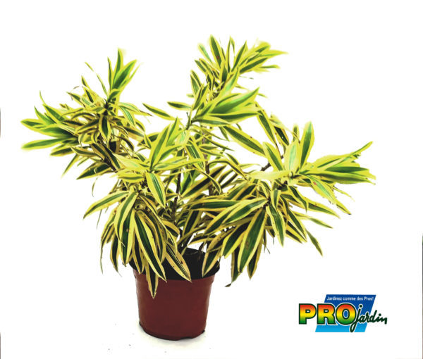 DRACAENA REFLEXA