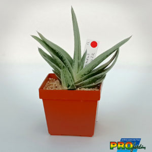 GASTERIA HUMMEL'S SILVER