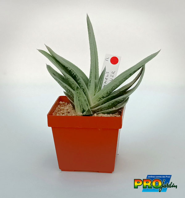 GASTERIA HUMMEL'S SILVER