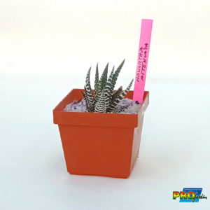 HAWORTHIA ATTENUATA