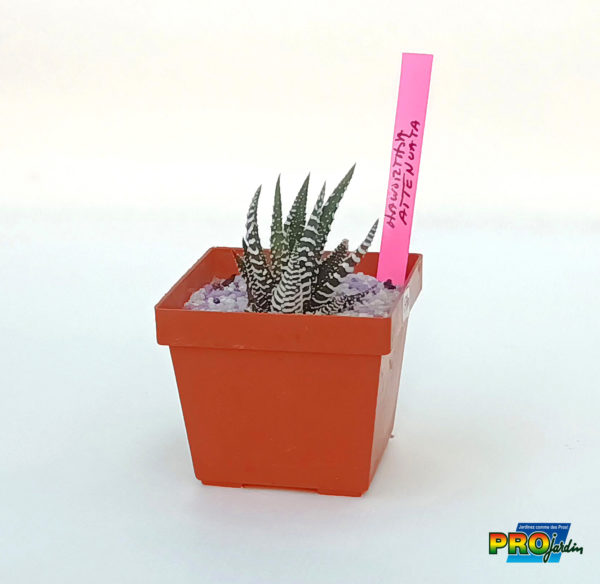 HAWORTHIA ATTENUATA