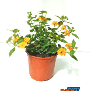 LANTANA JAUNE