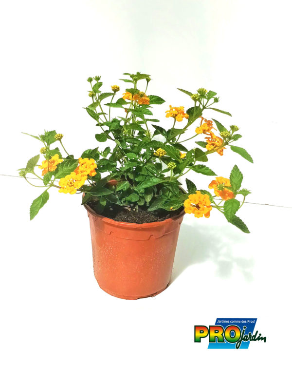 LANTANA JAUNE