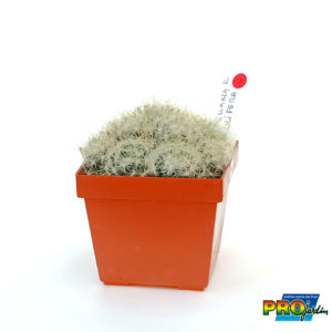 MAMMILARIA PROLIFERA