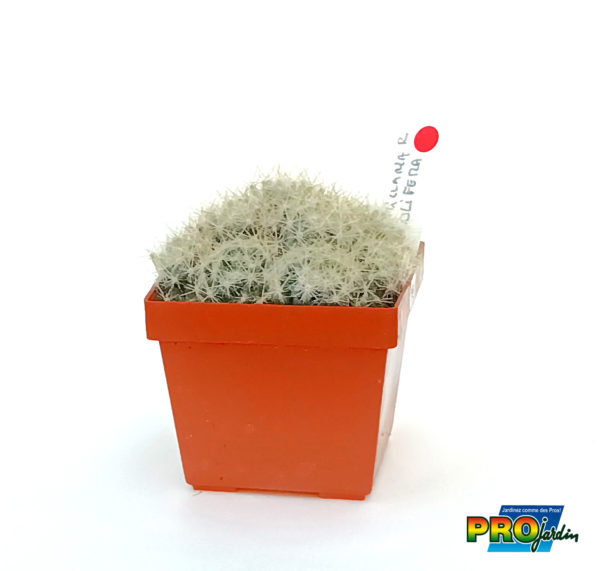 MAMMILARIA PROLIFERA