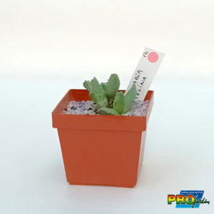 MAMMILARIA TELINA