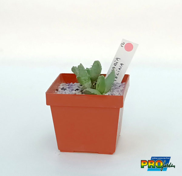 MAMMILARIA TELINA
