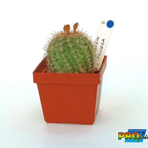 PARODIA PROCEA