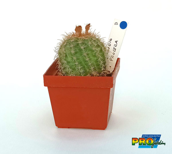 PARODIA PROCEA