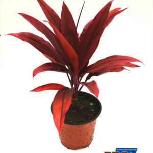 CORDYLINE ROUGE