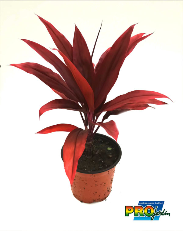 CORDYLINE ROUGE