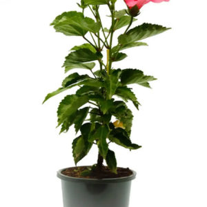 HIBISCUS HAWAII