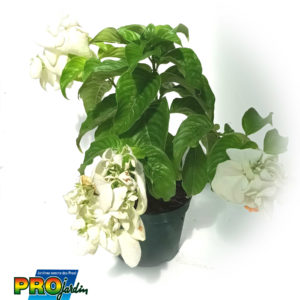 MUSSAENDA PHILIPPICA