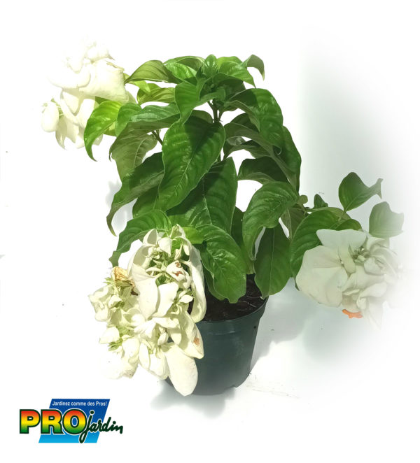 MUSSAENDA PHILIPPICA