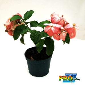 MUSSAENDA ROSE