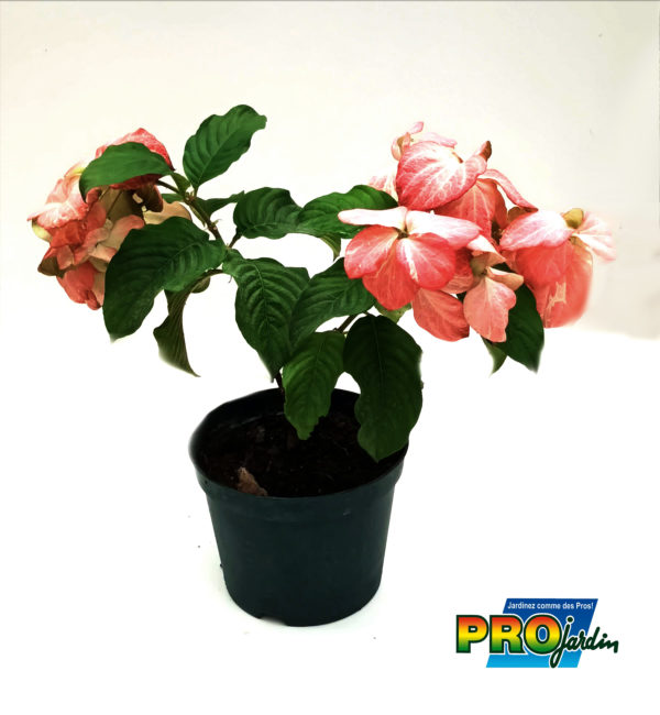 MUSSAENDA ROSE