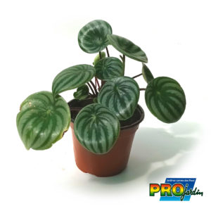PEPEROMIA PASTEQUE