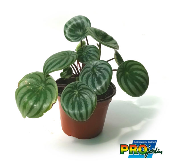PEPEROMIA PASTEQUE