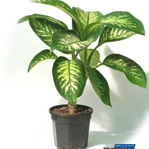 PHILODENDRON TROPIC
