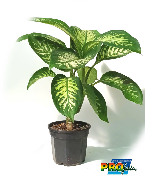 PHILODENDRON TROPIC