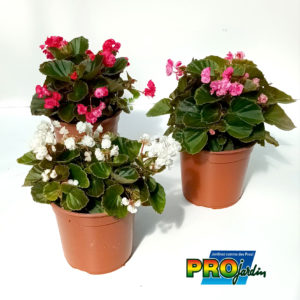 BEGONIA DOUBLE
