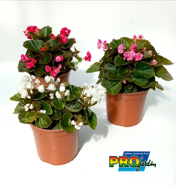 BEGONIA DOUBLE