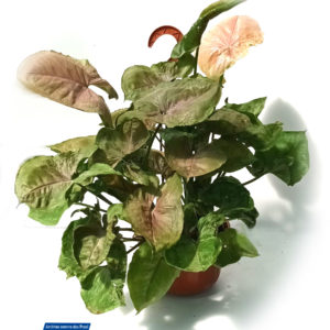 SYNGONIUM ROSE