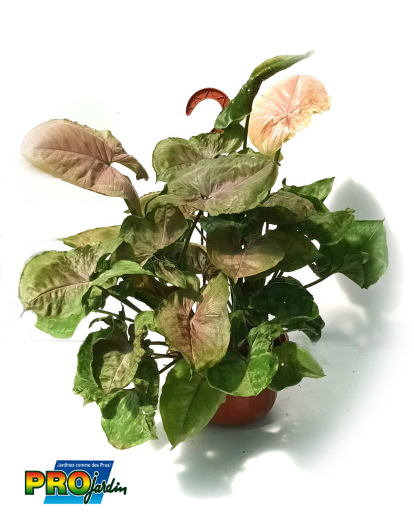 SYNGONIUM ROSE