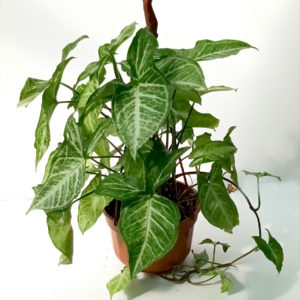SYNGONIUM SUSPENSION