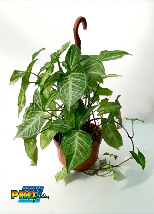 SYNGONIUM SUSPENSION