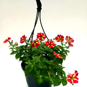PETUNIA SUSPENSION