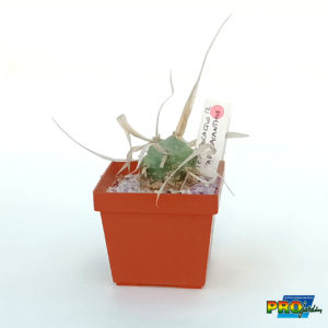 TEPHROCACTUS PAPYRACANTHUS