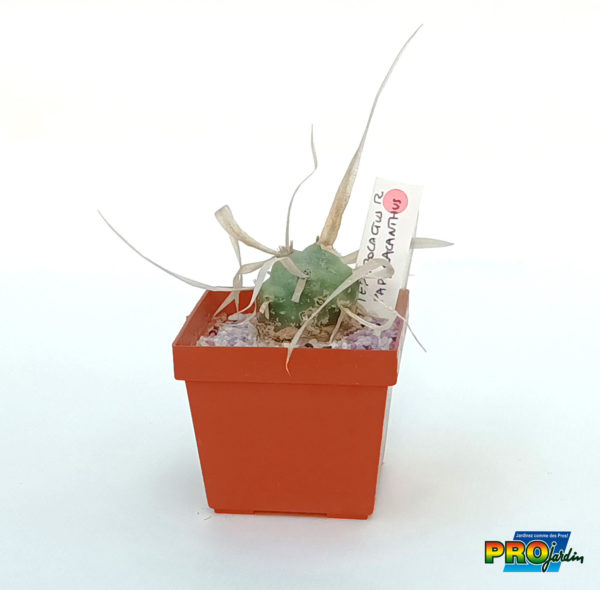 TEPHROCACTUS PAPYRACANTHUS