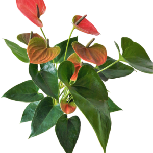 ANTHURIUM