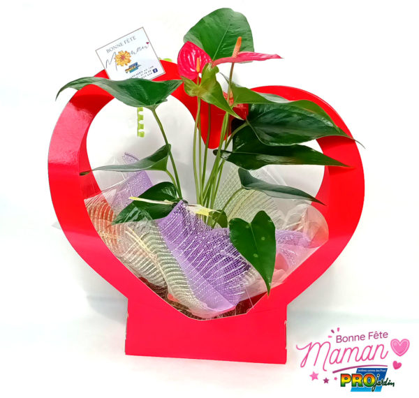 CORBEILLE COEUR ANTHURIUM