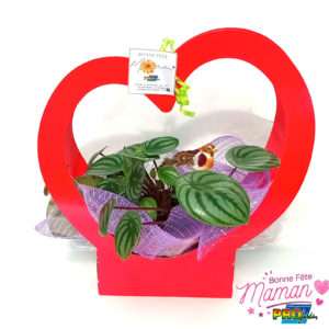 CORBEILLE COEUR PEPEROMIA