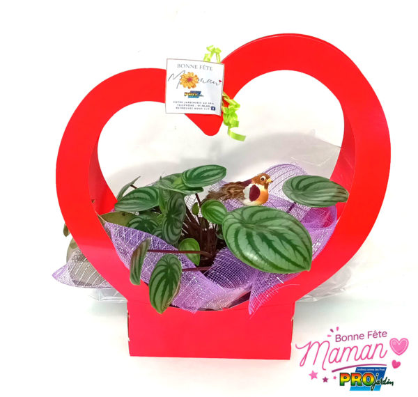 CORBEILLE COEUR PEPEROMIA