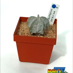 ASTROPHYTUM ONZUKA